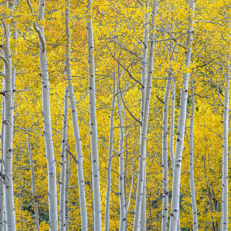 Aspen Canopy at Dusk