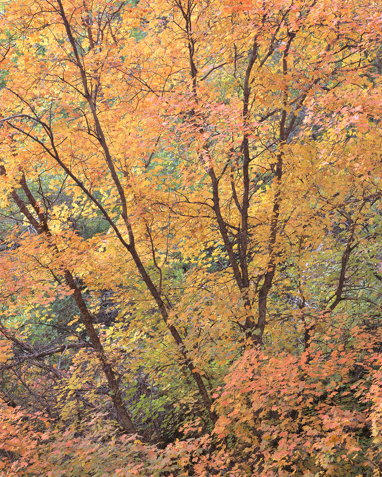 Maple Canopy